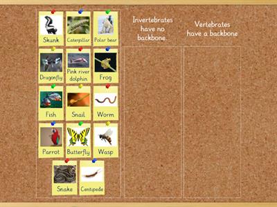  Invertebrates and vertebrates 