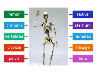 Label the skeleton