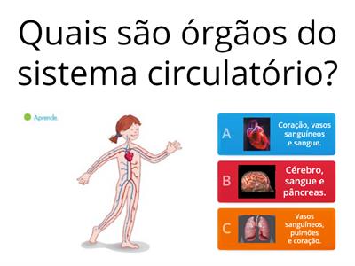 Quizz - sistema circulatório