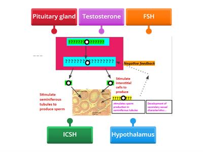 Hormonal control of puberty males