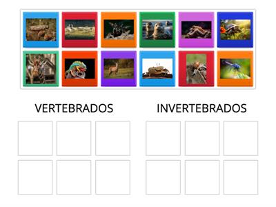 Animales vertebrados e invertebrados