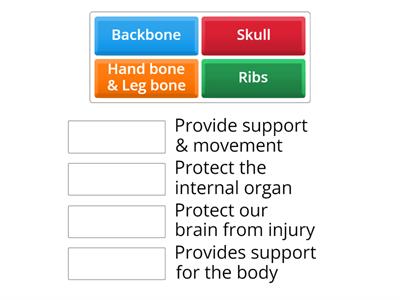 Function - Human Skeletal System