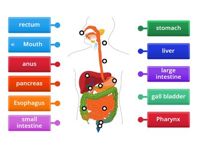 DIGESTIVE SYSTEM