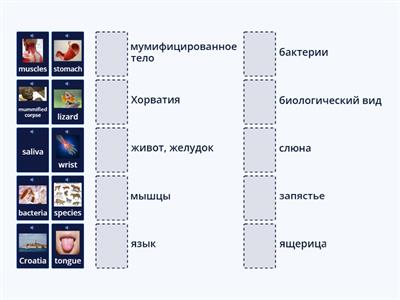 Parts of the body pronunciation