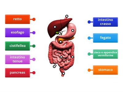 D) Organi dell'apparato digerente: dall'esofago al retto