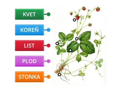 PRV1 - Rastliny - Časti tela rastliny