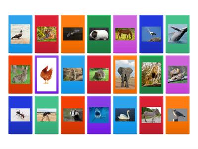 12.1 - kartice - životinje u množini