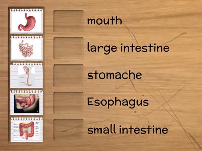 Digestive system