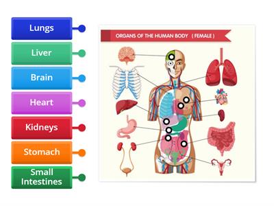 Human Body Organs 