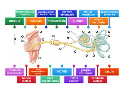 Anatomía del oído interno completo