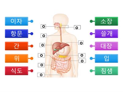 소화기관 명칭