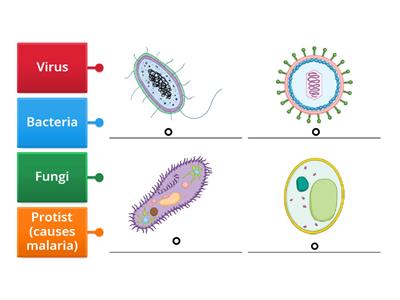 Label the pathogens - disease causing micro-organisms