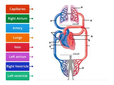 Year 6 Biology - Circulatory system 