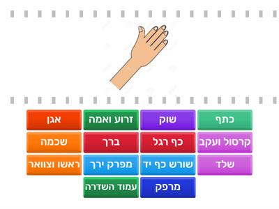 פרקים ומפרקים שלד גוף האדם 