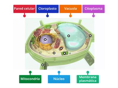Célula Eucariota vegetal