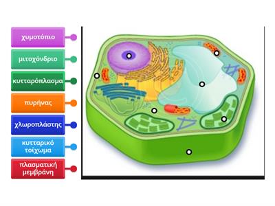 06 - Φυτικό Κύτταρο - Διάγραμμα