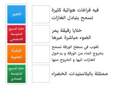 ما هي وظيفة تراكيب ورقة النبات ؟