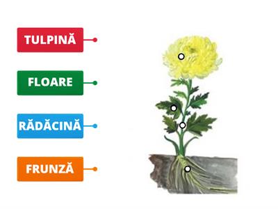 Crizantema - alcătuirea unei plante (nivel preșcolar)