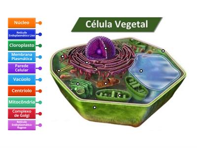 Célula Vegetal