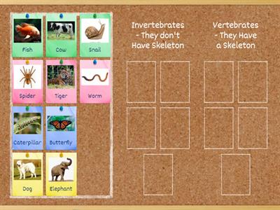 Classify invertebrates and vertebrates