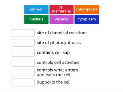 Cell structure and function