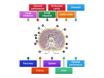 Peritoneum Label Exercise