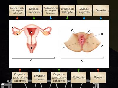 2°A Anatomía del aparato reproductor femenino 