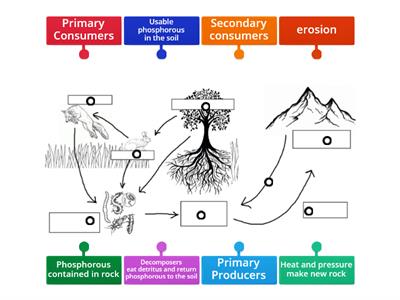 The Phosporous Cycle 