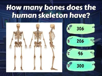  skeleton Yr 4  quiz