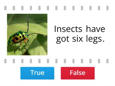 Incredible English 3 unit 4 Insects Quiz