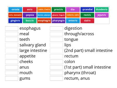 Digestive system Med Terms