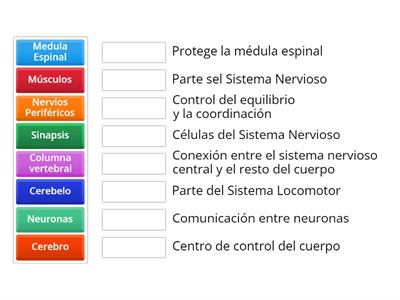 Cerebro Humano, Sistema Nerioso y Locomotor