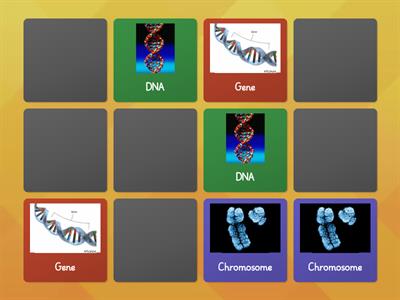 DNA Genes Chromosome and Cells Matching pairs