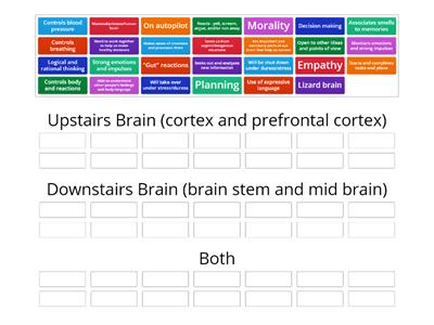 Upstairs vs. Downstairs Brain