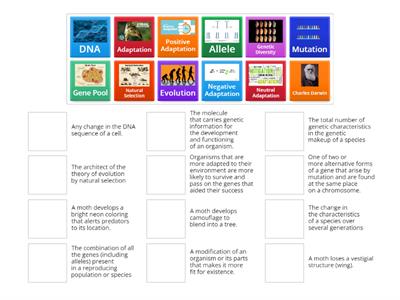 Evolution Vocab