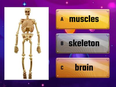 Bones & Muscles Quiz (Easy)