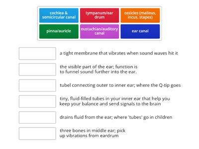 Ear physiology