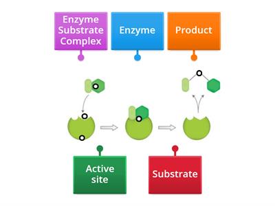 Enzyme Model