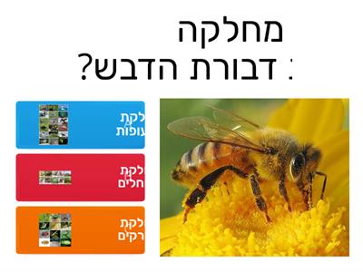 דבורת הדבש