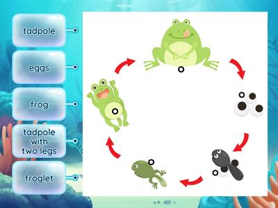 Frog life cycle LK