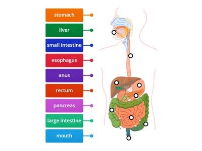 Digestive system-J3