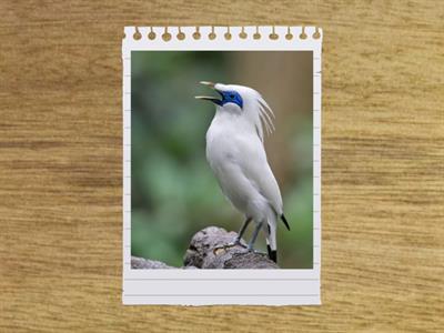 birds flash cards