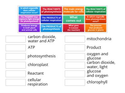 photosynthesis / cellular respiration review