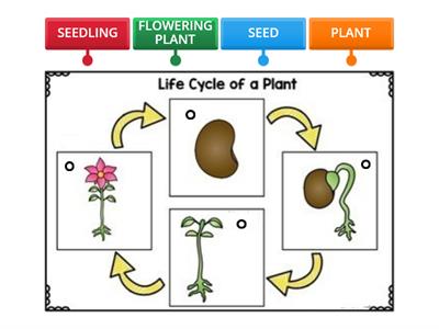 PLANT LIFE CYCLE