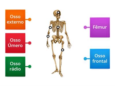 Anatomia Classificação dos ossos