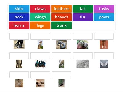 Animals body parts