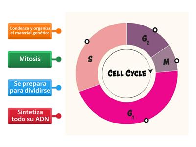 Fases del ciclo celular 