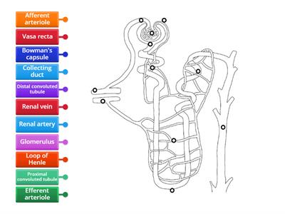 Nephron I