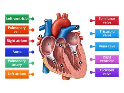 Heart structure