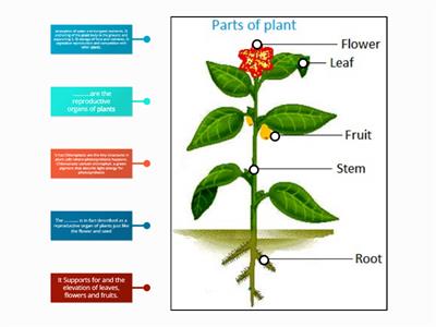YASSEIN_Parts of plant and functions